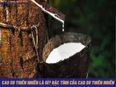 cao-su-thien-nhien-la-gi-dac-tinh-cua-cao-su-thien-nhien